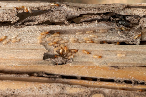 Belmar, NJ Pest Control Company