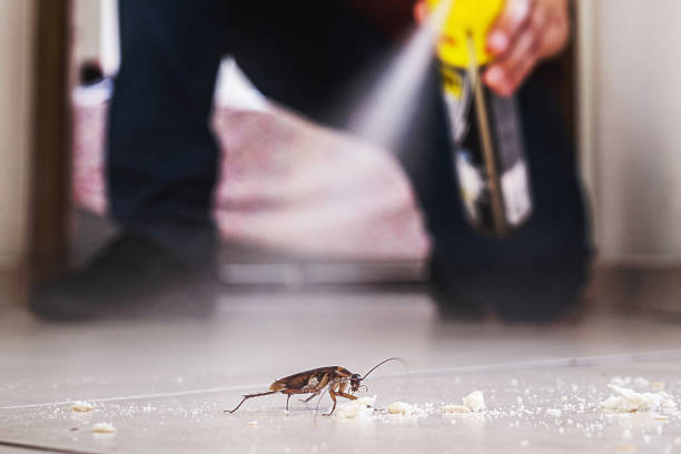 Best Flea Control Services  in Belmar, NJ